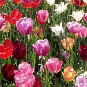 Meet your Posher, Satoko